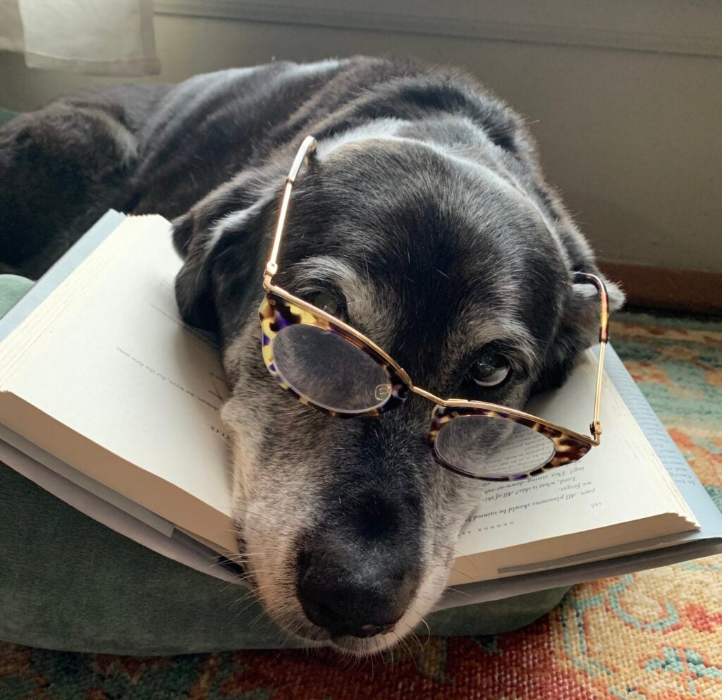 dog with glasses on with book, posed to look like dog is reading